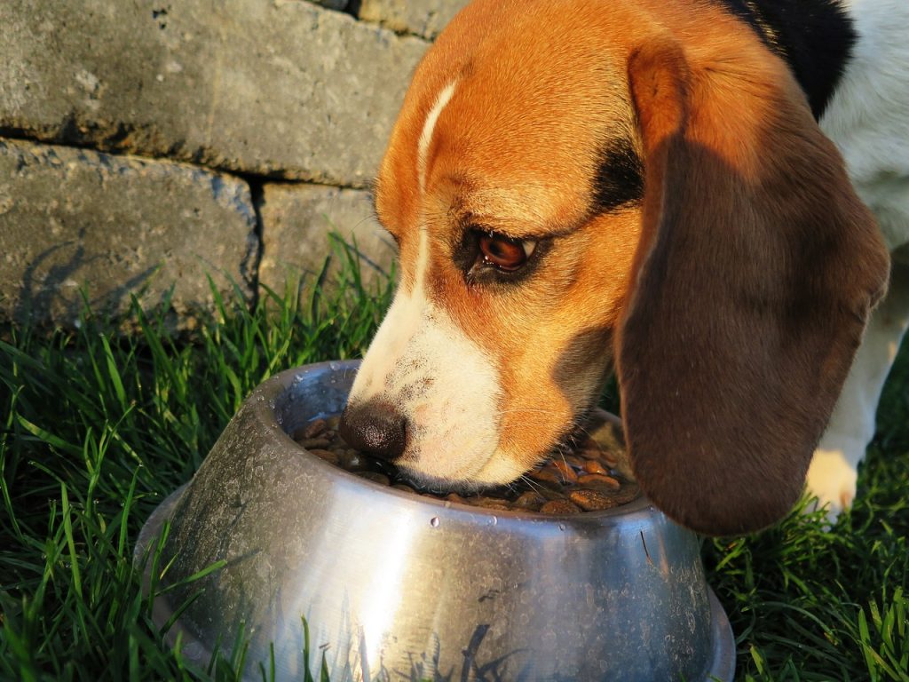 dog, meal, food bowl