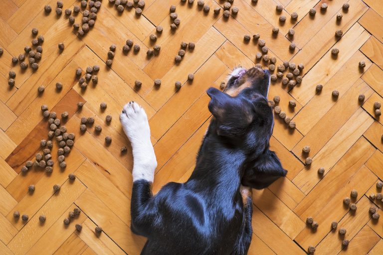 How to choose the best dry dog food for your dog’s age and breed