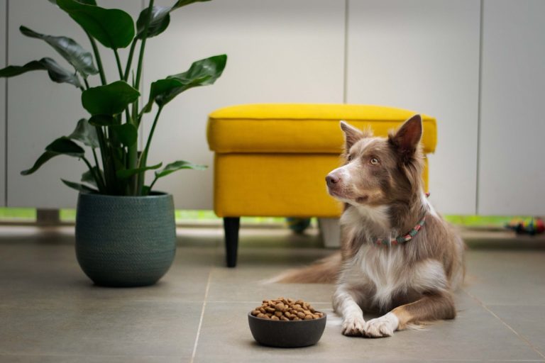 Why consulting your vet before feeding your dog a grain-free diet