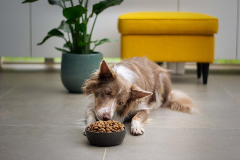 Potential risks associated with feeding your dog a grain-free diet