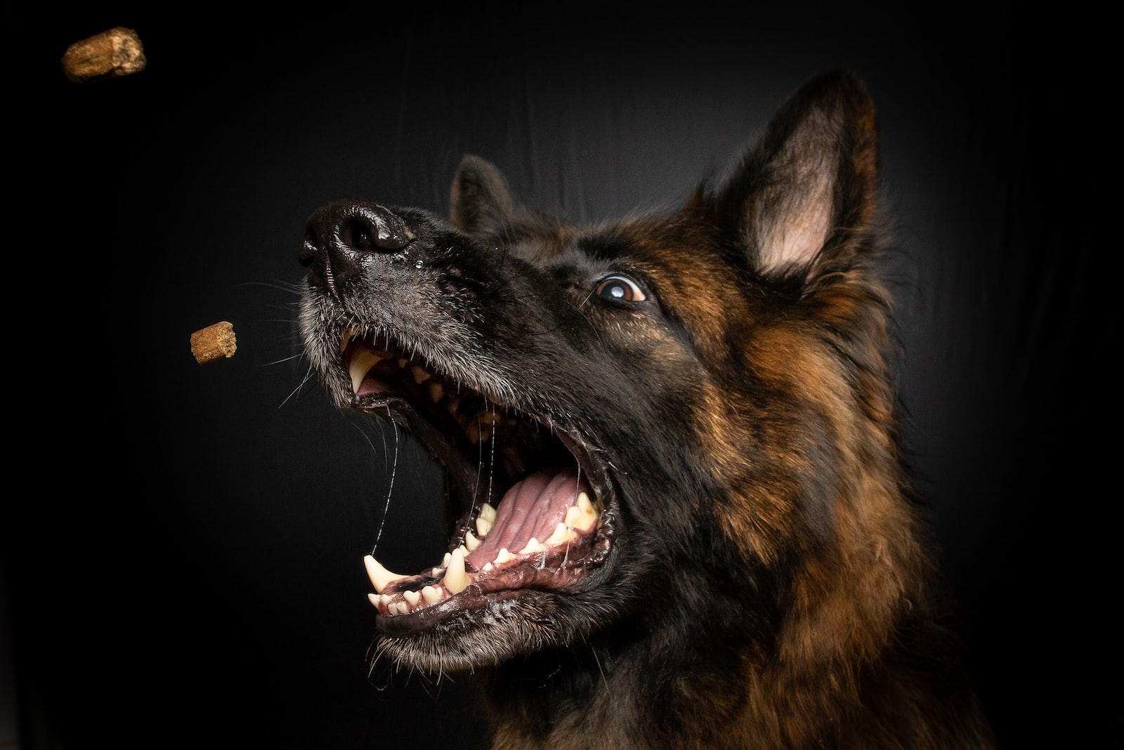 brown and black medium-coated dog opening mouth