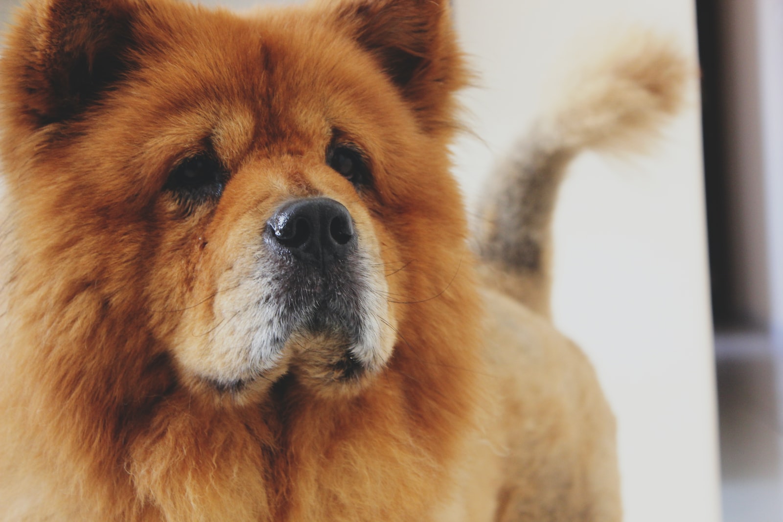 photo of adult brown Chow Chow
